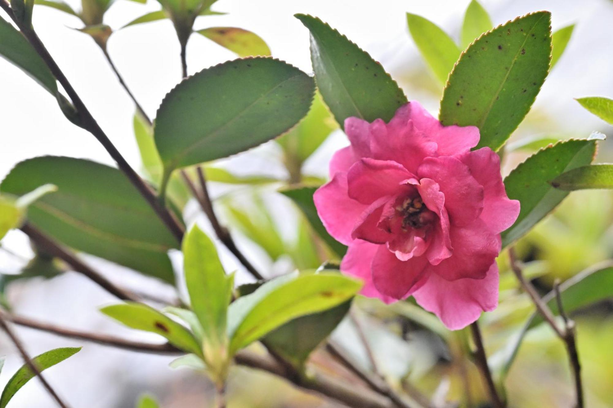 Shikinosato Hanamura Minamioguni Ngoại thất bức ảnh